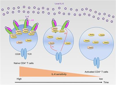 Regulation of Interleukin-6 Receptor Signaling by TNF Receptor-Associated Factor 2 and 5 During Differentiation of Inflammatory CD4+ T Cells